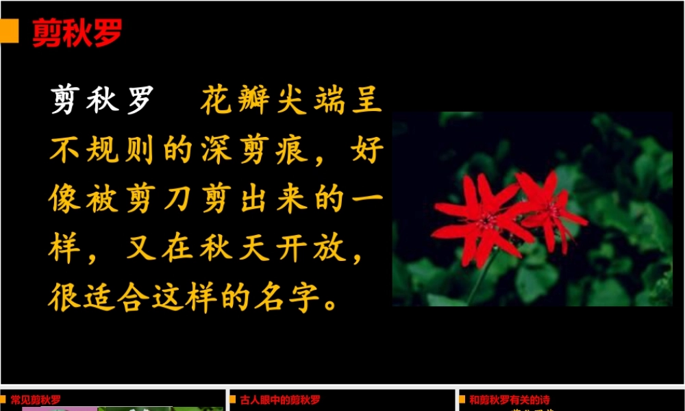 2025统编版四年级上册链接1：剪秋罗.pptx