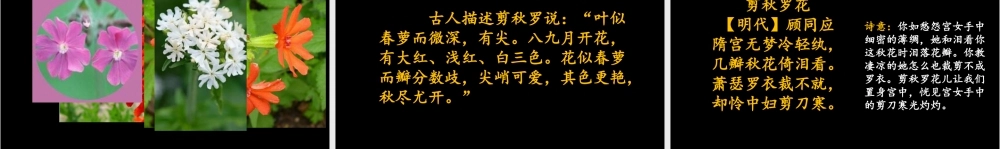2025统编版四年级上册链接1：剪秋罗.pptx