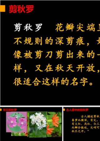 2025统编版四年级上册链接1：剪秋罗.pptx