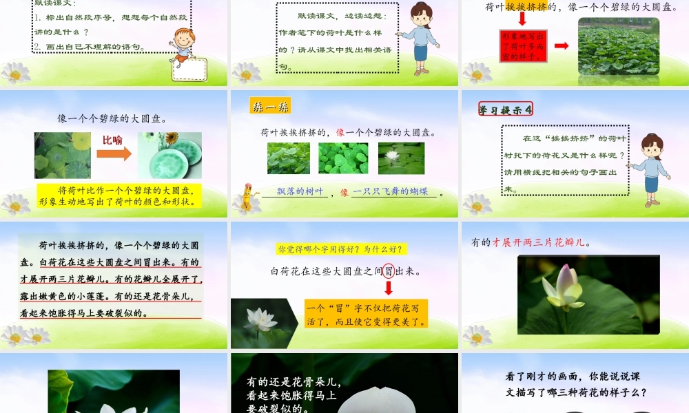 三年级上册语文课件（精品·课堂教学课件）3 荷花.ppt