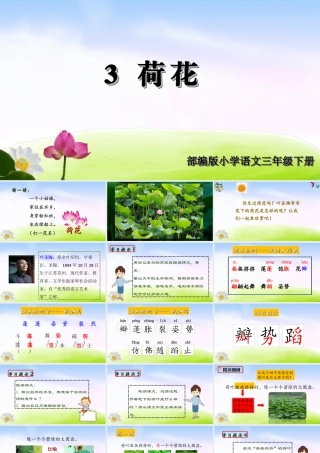 三年级上册语文课件（精品·课堂教学课件）3 荷花.ppt