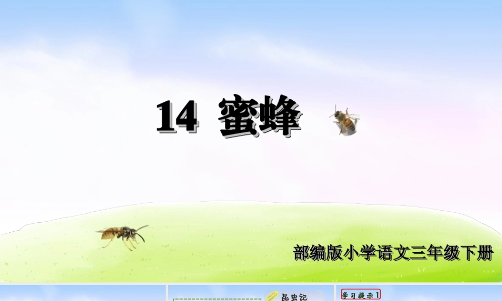 三年级上册语文课件（精品·课堂教学课件）14 蜜蜂.ppt
