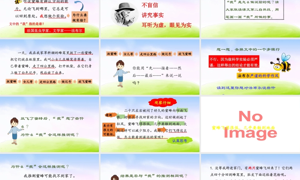 三年级上册语文课件（精品·课堂教学课件）14 蜜蜂.ppt