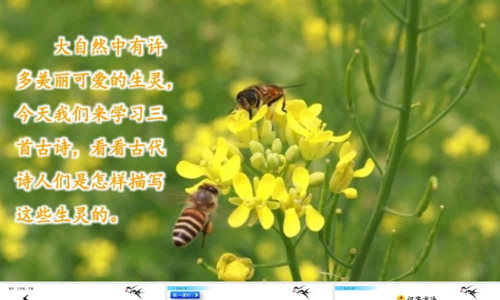 三年级上册语文课件1 古诗三首.pptx