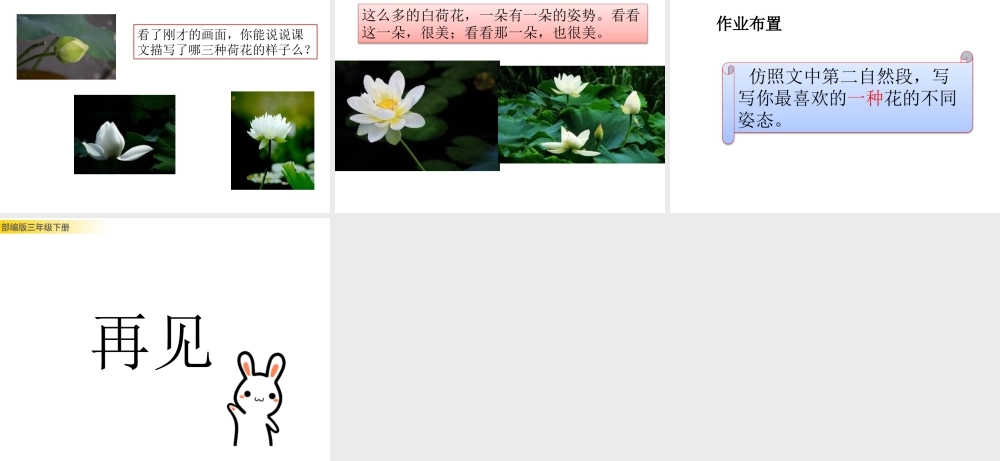 三年级上册语文课件3 荷花 (2).pptx