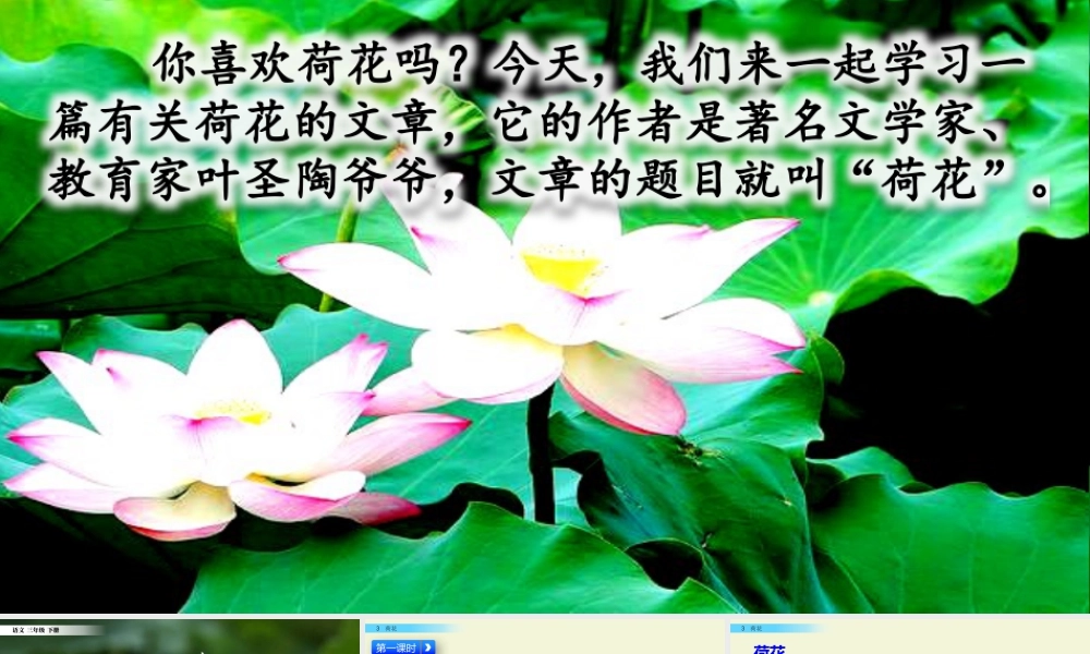 三年级上册语文课件3 荷花.pptx