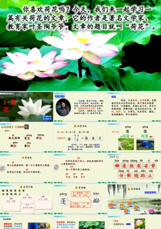 三年级上册语文课件3 荷花.pptx