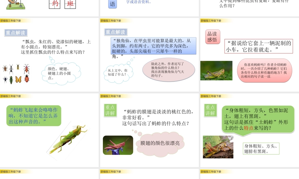 三年级上册语文课件4 昆虫备忘录 (2).pptx