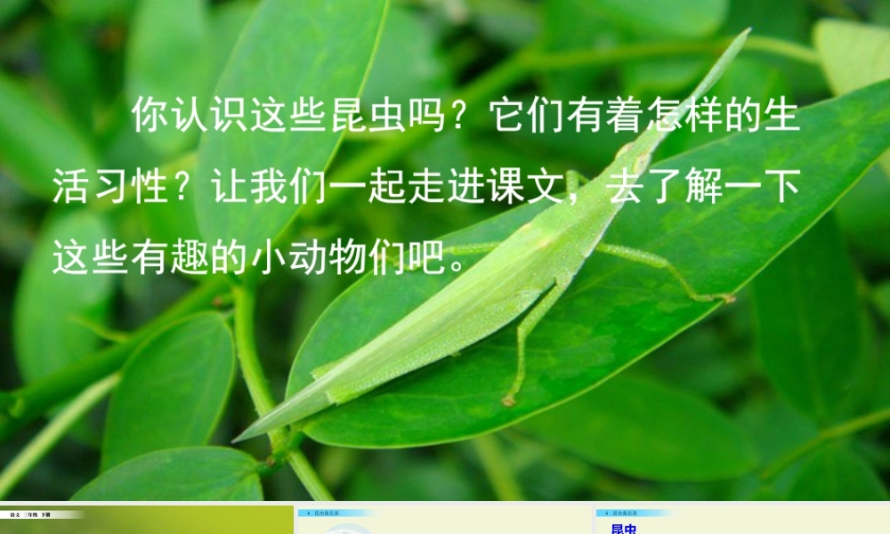 三年级上册语文课件4 昆虫备忘录.pptx