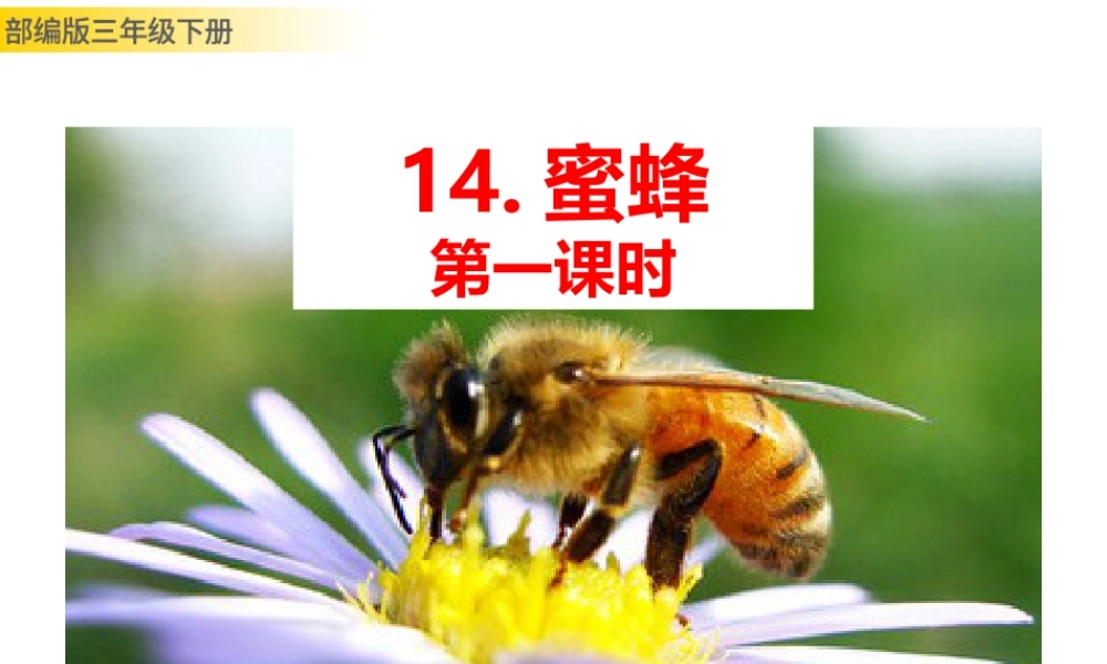 三年级上册语文课件14 蜜蜂 (2).pptx