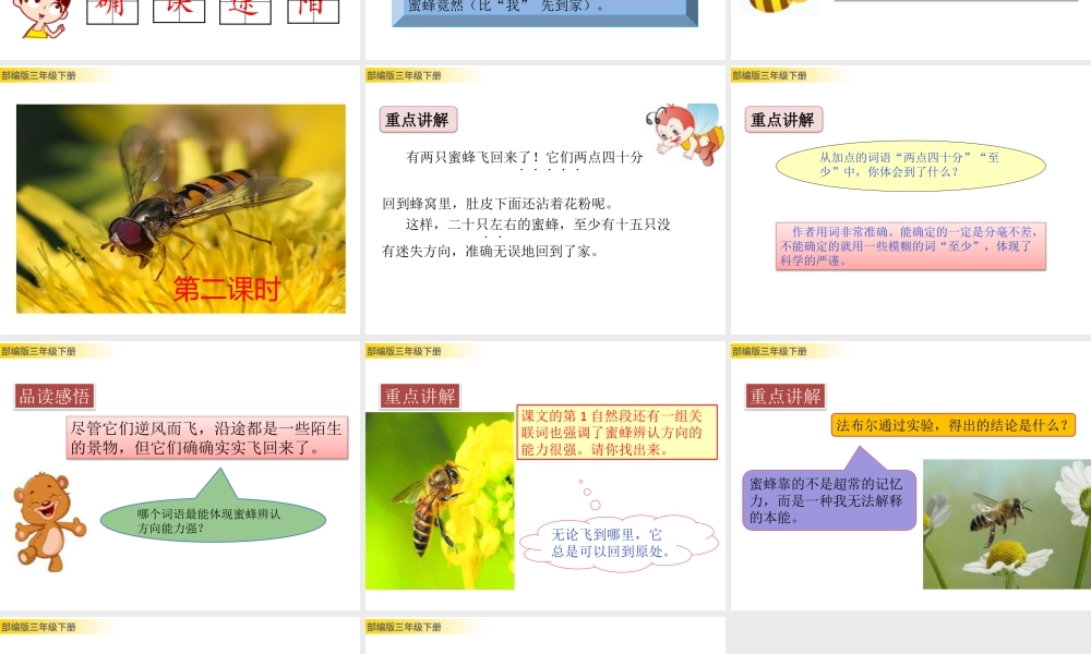 三年级上册语文课件14 蜜蜂 (2).pptx