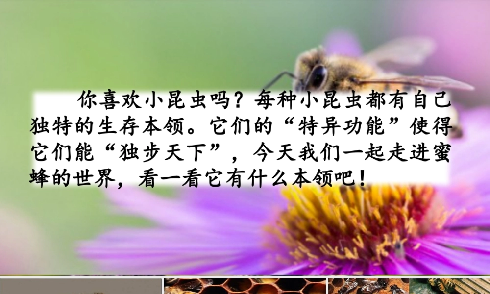 三年级上册语文课件14 蜜蜂.pptx