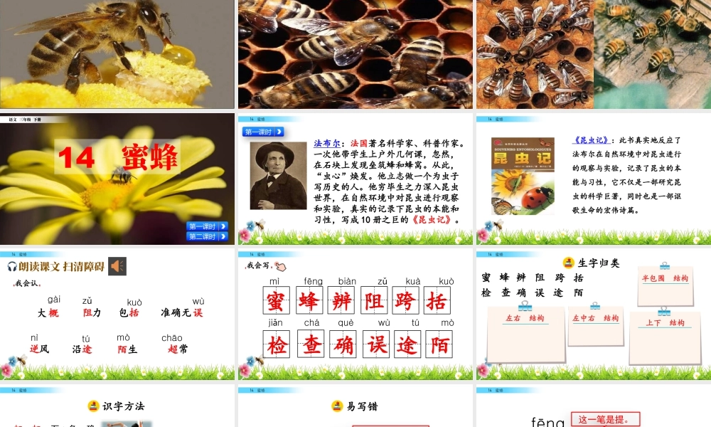 三年级上册语文课件14 蜜蜂.pptx