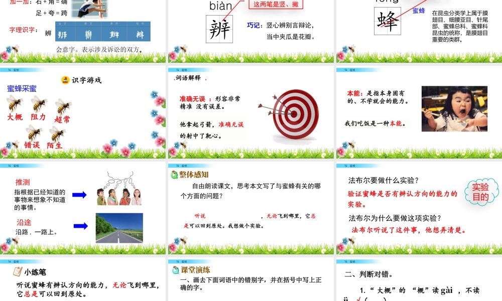 三年级上册语文课件14 蜜蜂.pptx
