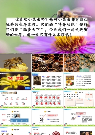 三年级上册语文课件14 蜜蜂.pptx