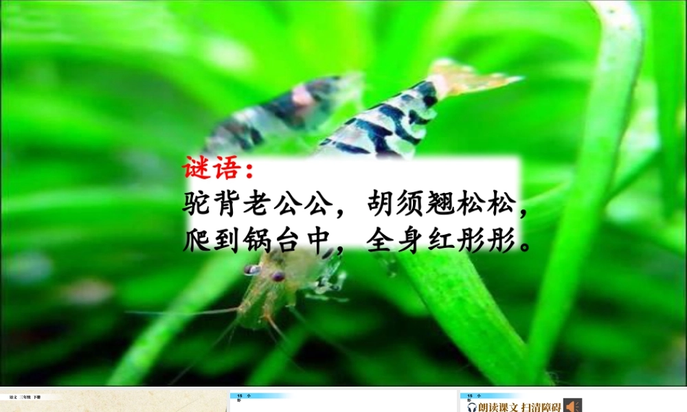 三年级上册语文课件15 小虾.pptx