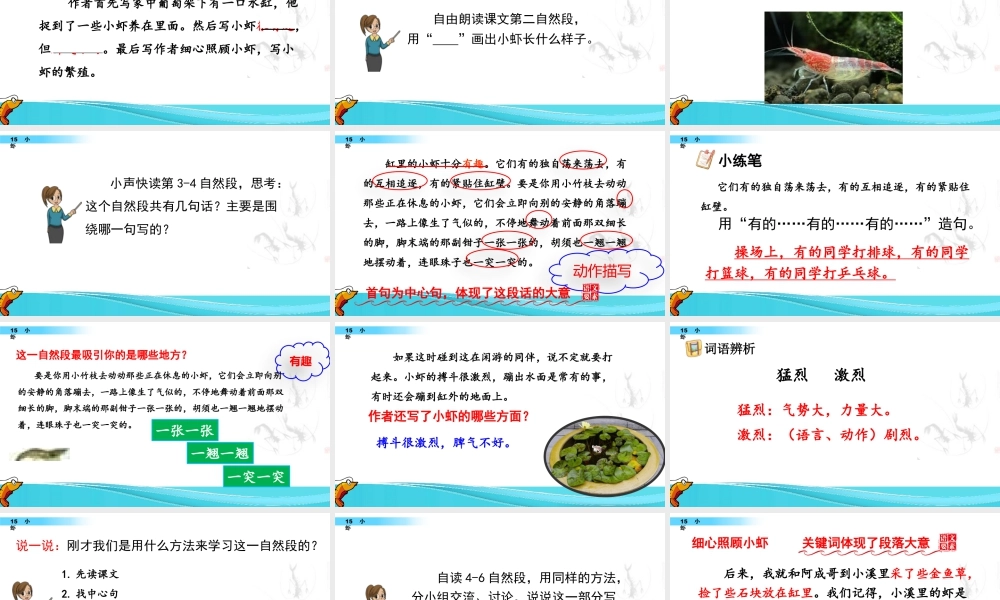三年级上册语文课件15 小虾.pptx