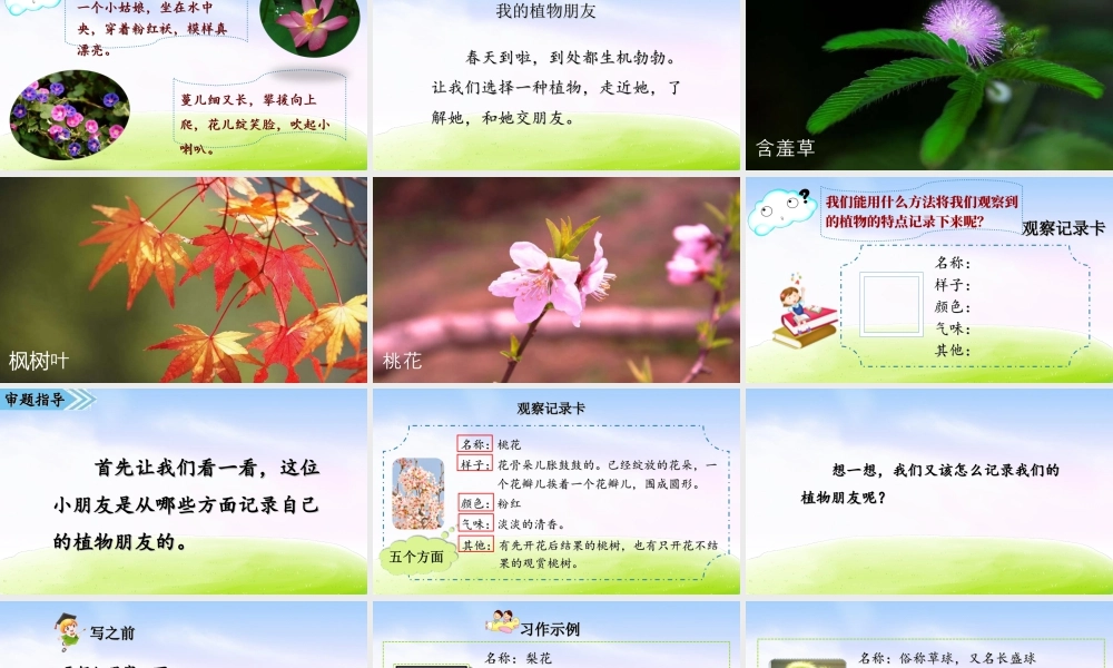 三年级上册语文课件第一单元习作课件：我的植物朋友.ppt