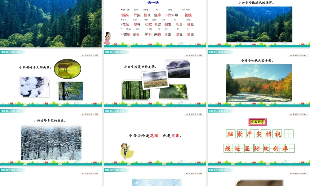 语文三年级上册-课时20 美丽的小兴安岭 课件.ppt