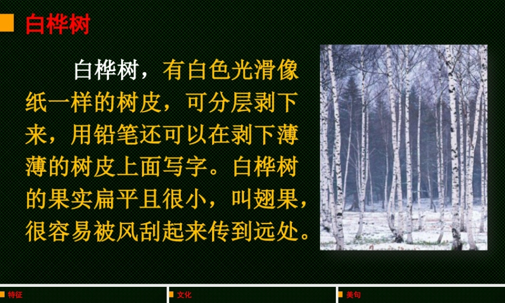 语文三年级上册-课时链接1：白桦树.pptx