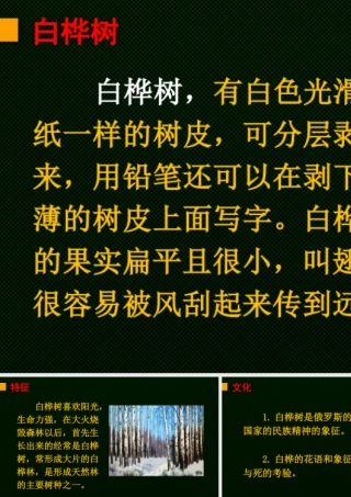 语文三年级上册-课时链接1：白桦树.pptx