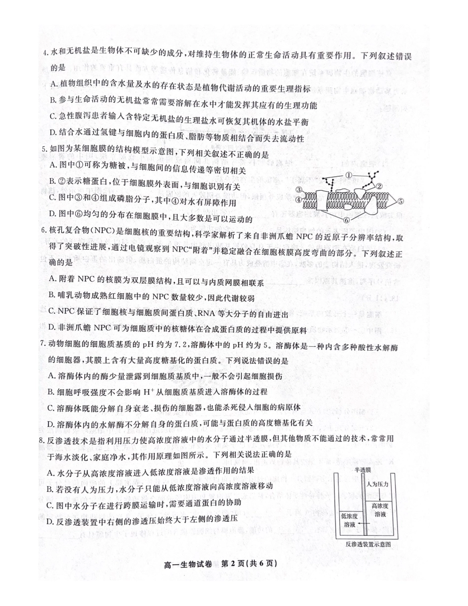 安徽省涡阳县2024-2025学年高一上学期1月期末生物试题.pdf_第2页