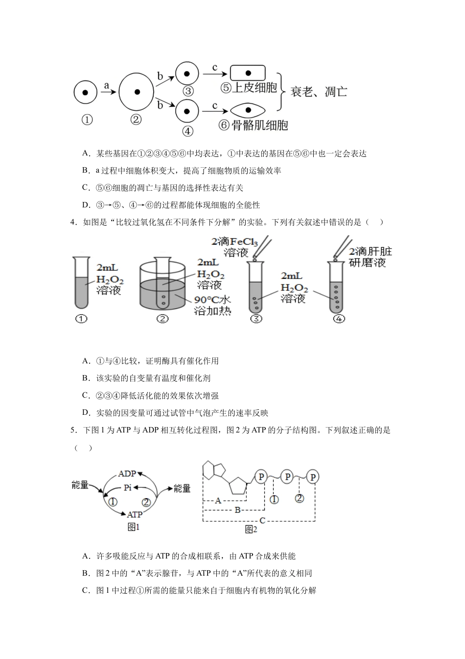 河南省驻马店市新蔡县第一高级中学2024-2025学年高一下学期3月月考生物学试题（含答案）.docx_第2页