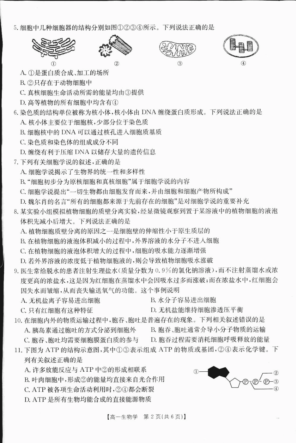 广西部分学校2024-2025学年高一上学期12月阶段性考试生物试题_高一生物1.pdf_第2页
