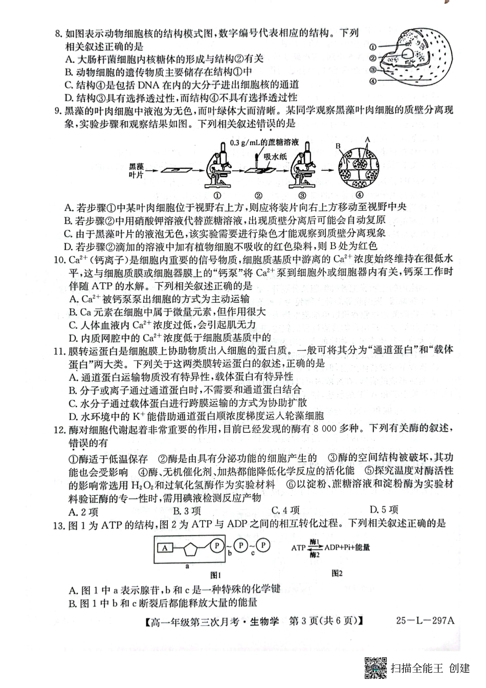 河北省联考2024-2025学年高一上学期第三次月考11月月考生物试题含答案_生物试题.pdf_第3页