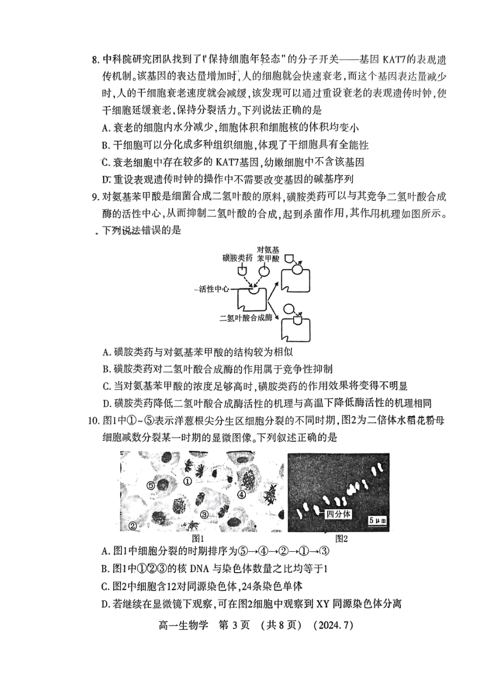 洛阳市2023-2024下学期期末高一生物试卷.pdf_第3页