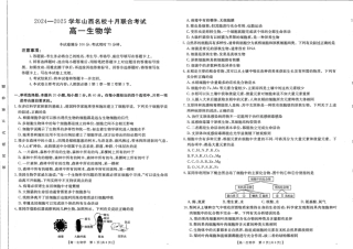 山西名校2024-2025学年金太阳高一十月联合考试_生物.pdf