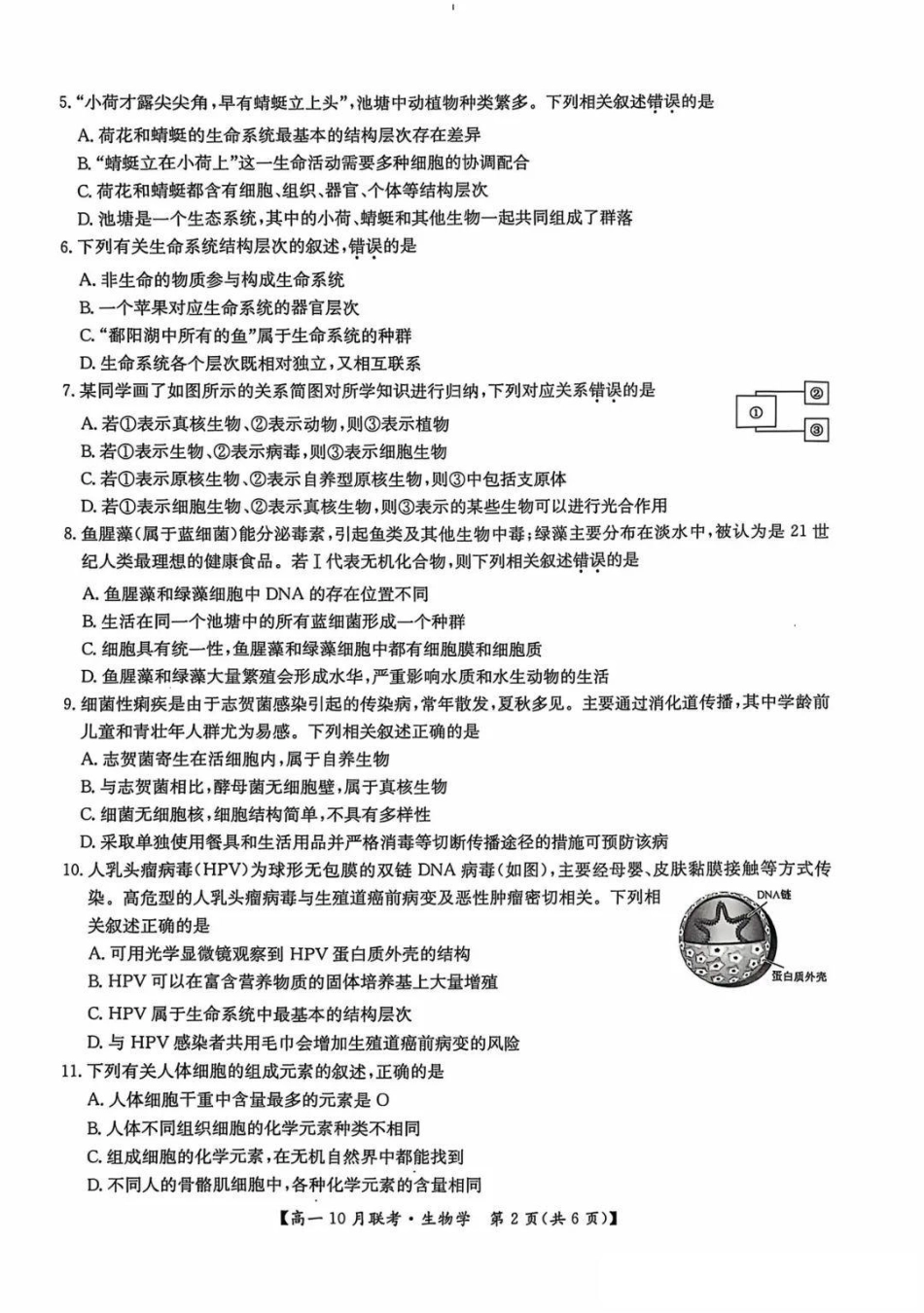 生物-河南洛阳九师联盟2024-2025学年高一上学期10月联考 (1).pdf_第2页