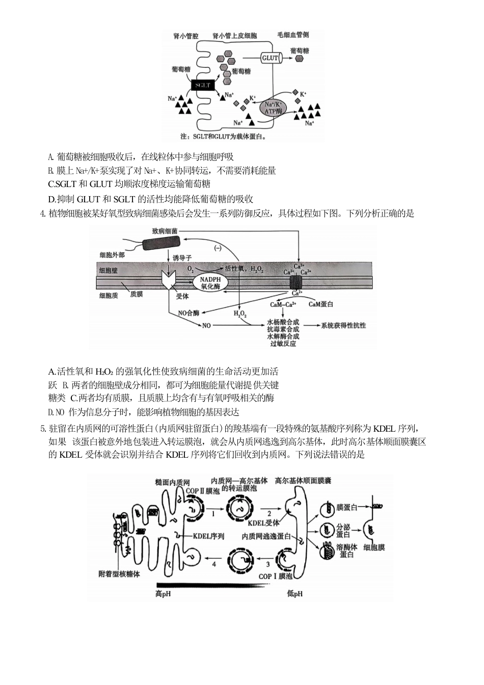 2024—2025学年高三年级第二次联考生物_山东省生物试题.docx_第2页