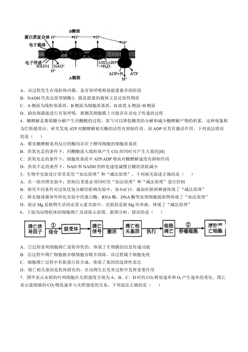 安徽省芜湖市第一中学2024-2025学年高三上学期10月教学质量诊断测试生物学试题（含答案）.docx_第2页