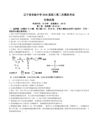 辽宁省实验中学2026届高三上学期10月第二次模拟生物试卷（含答案）.docx