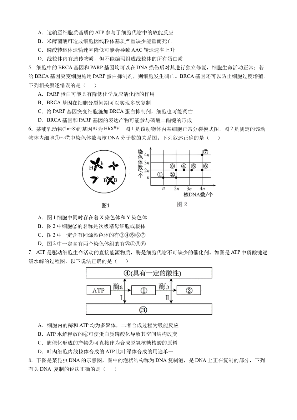 四川省成都市石室中学2024-2025学年高三上学期10月月考生物试题.docx_第2页