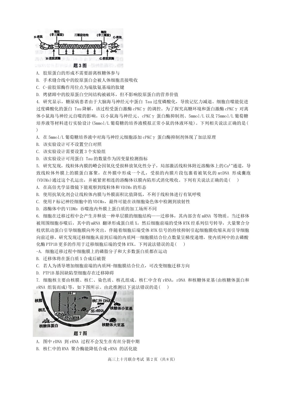 重庆市西南大学附属中学、重庆育才中学等学校2024-2025高三上学期10月联考生物试题（无答案）.docx_第2页