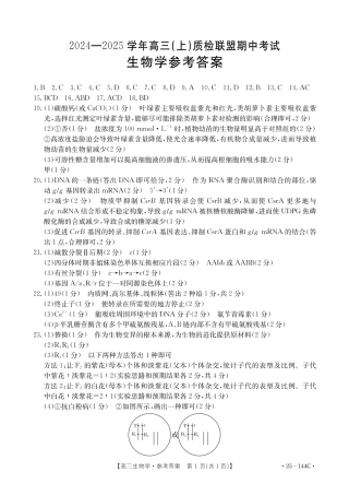 河北省邢台市质检联盟2024-2025学年高三上学期11月期中生物_生物答案.pdf