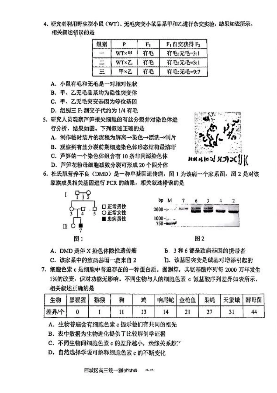 2025北京西城高三一模生物试题及答案.pdf_第2页