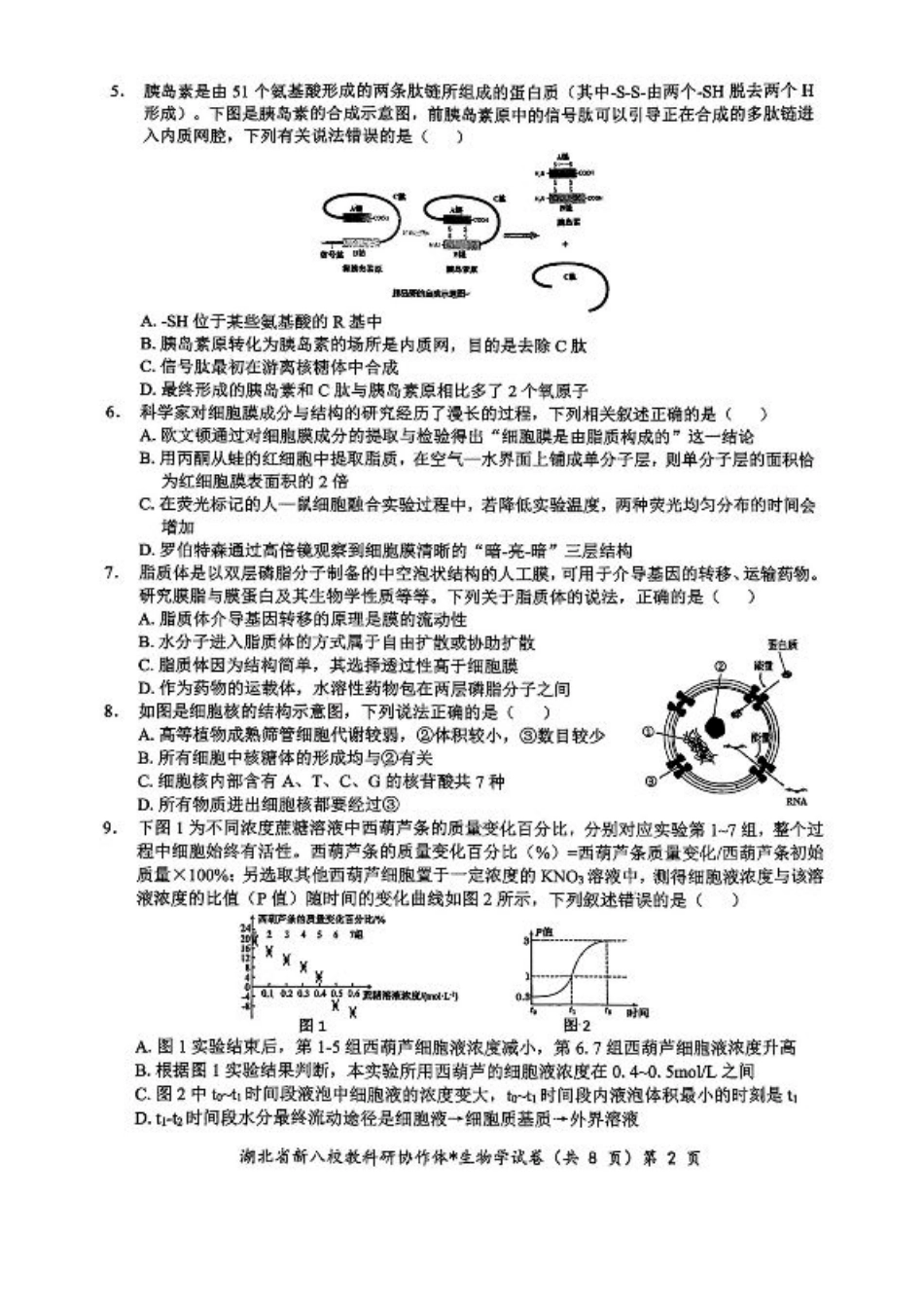 2024年湖北省新八校协作体高三10月联考 生物试卷.pdf_第2页
