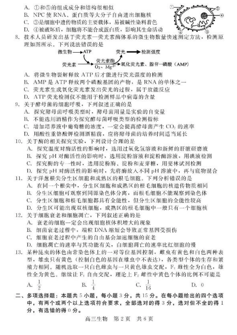 河北省NT20 2025—2026学年高三上学期10月联考生物试题（含答案）.pdf_第2页