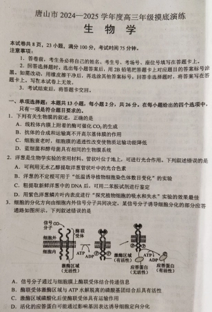 河北省唐山市2024-2025学年高三上学期摸底演练生物试题.pdf