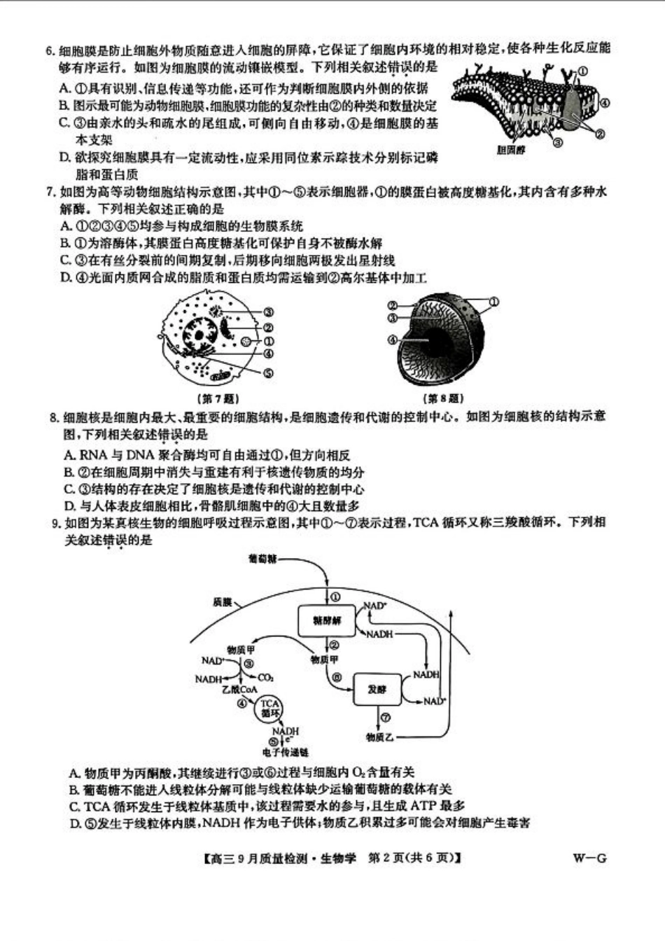 九师联盟2025届高三10月联考（W-G）生物试题.pdf_第2页
