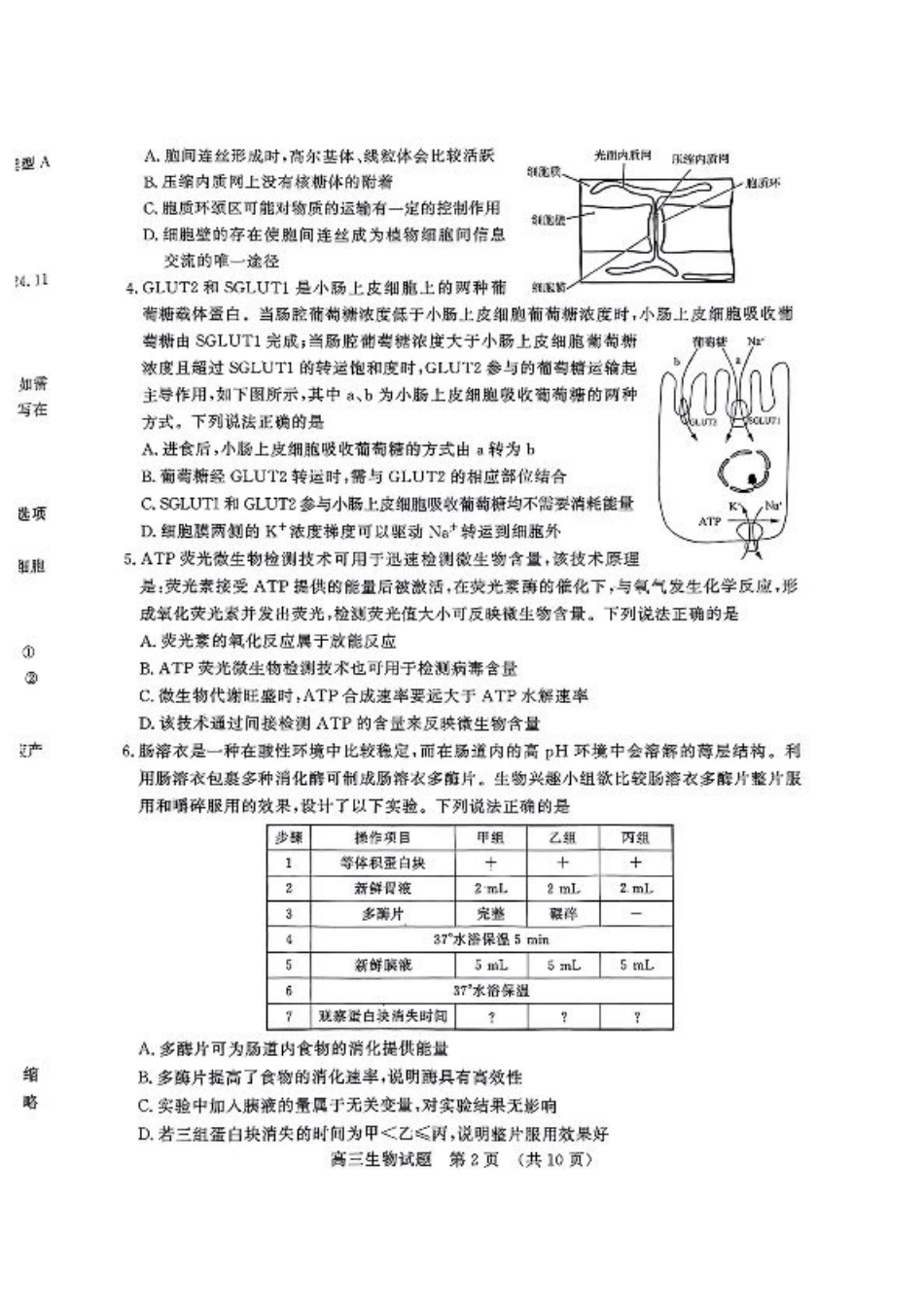 山东省名校考试联盟2024-2025学年高三上学期期中考试生物_生物.pdf_第2页