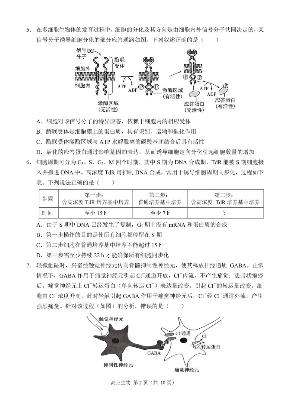 重庆市西南大学附属中学校2024-2025学年高三上学期11月阶段性检测（二）生物学试题（PDF版，含答案）_生物（定稿）.pdf_第2页