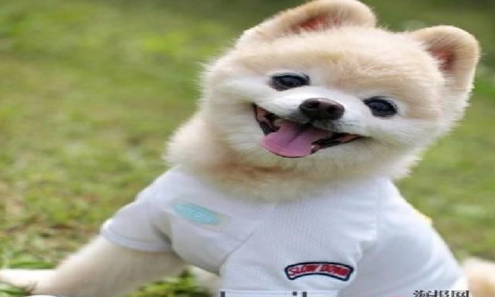 外研版小学英语课件-M6U1.ppt