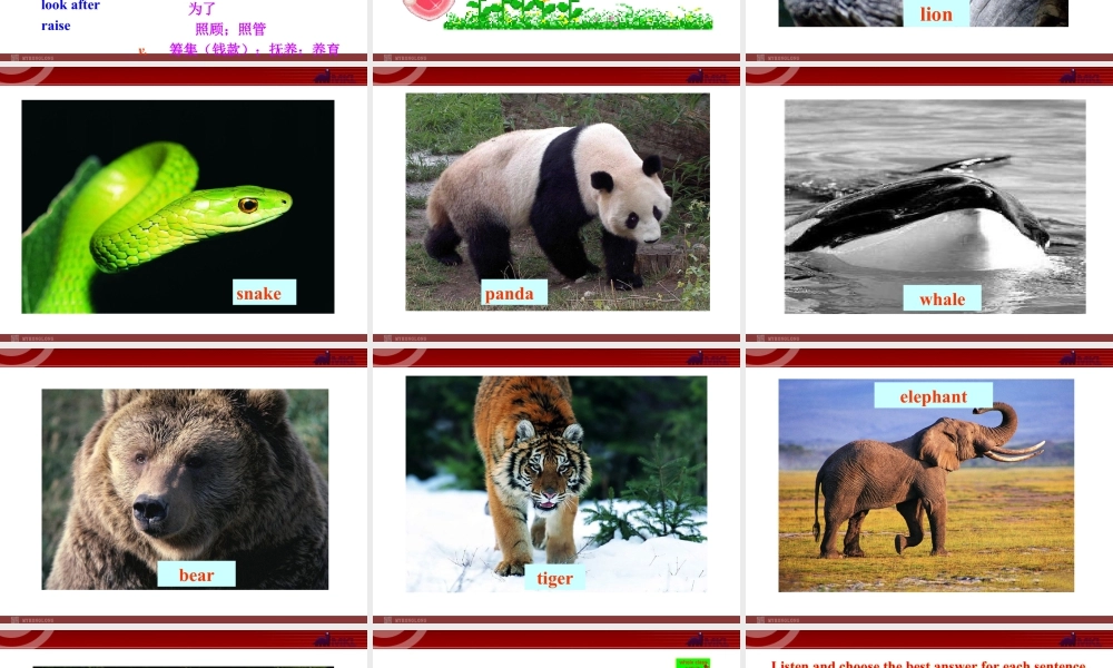 新外研版八年级英语上册配套课件：Module 6 Animals in danger Unit 1.ppt