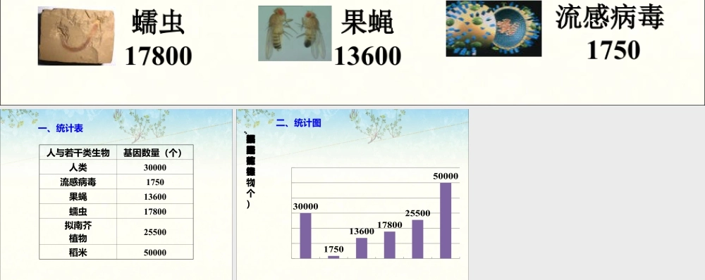 浙教版小学数学四年级上册-基因数量_统计表和条形统计图.ppt