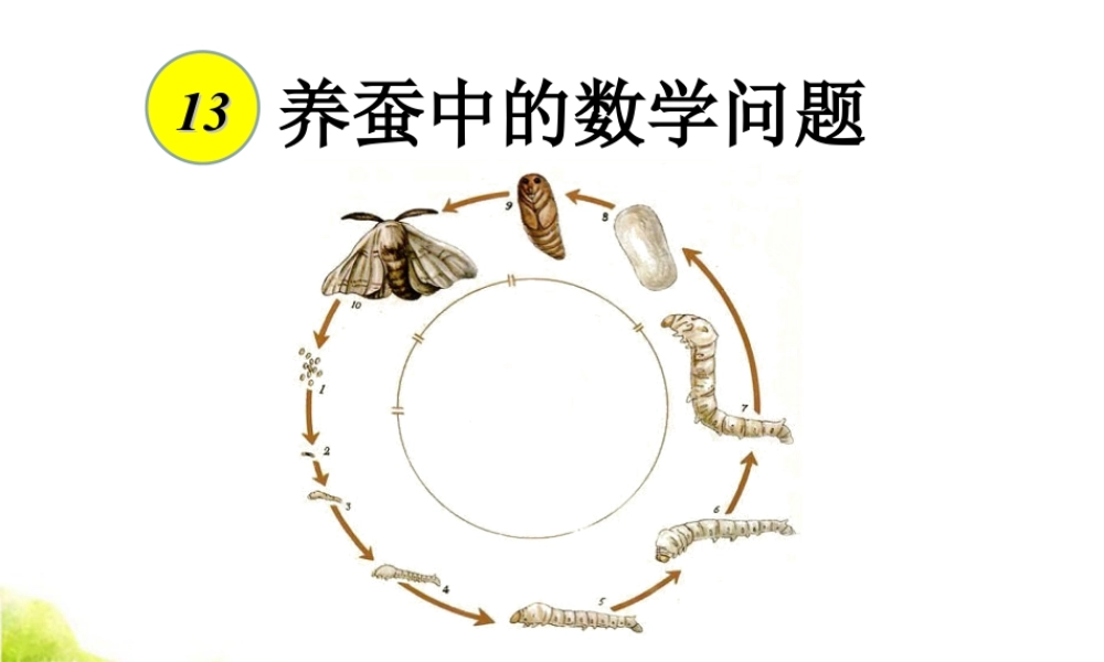 《养蚕中的数学问题》课件1-浙教版小学数学六年级下册.ppt