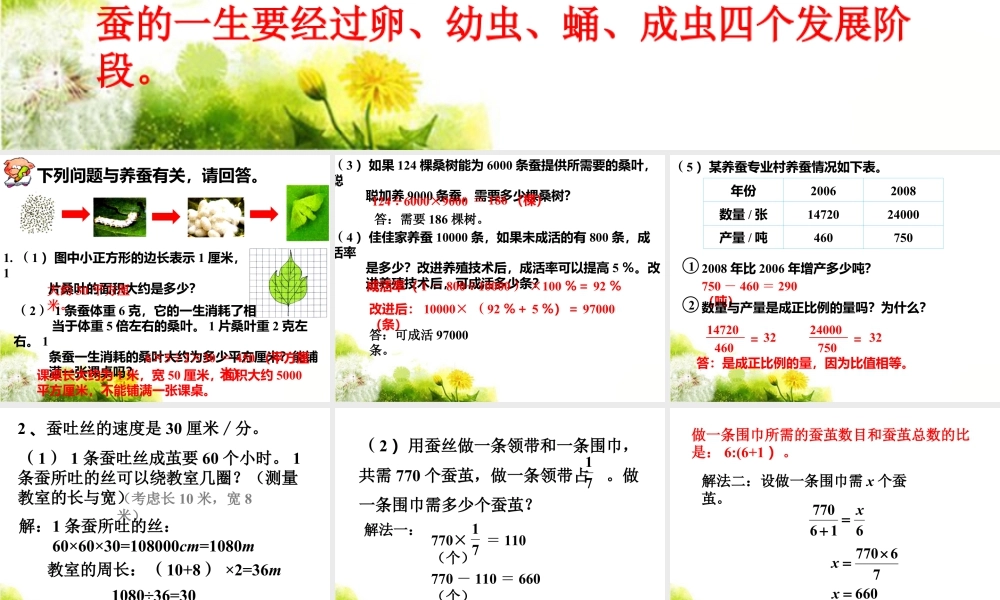 《养蚕中的数学问题》课件1-浙教版小学数学六年级下册.ppt